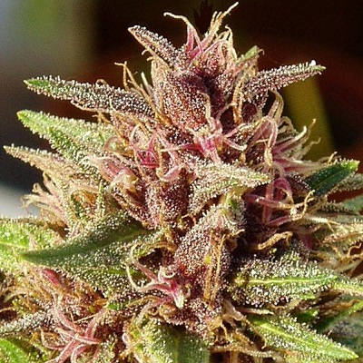 ErdPurt ACE Seeds