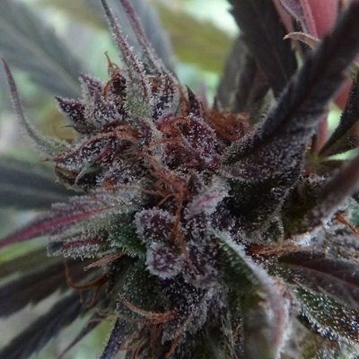 Haze x Kali China ACE Seeds