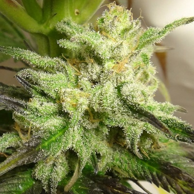 Kali China ACE Seeds