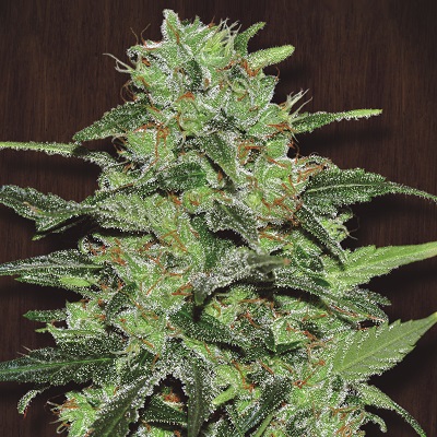 Malawi Feminizada