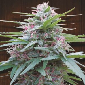 Panama ACE Seeds