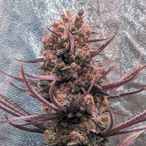 Panama Haze ACE Seeds