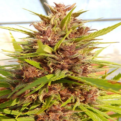 Malawi x Pakistan ACE Seeds