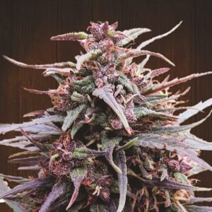 Purple Haze Malawi ACE Seeds