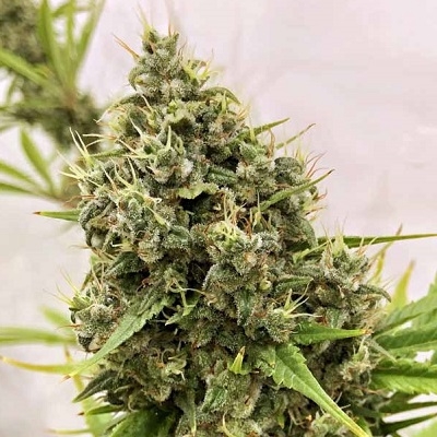Guawi ACE Seeds
