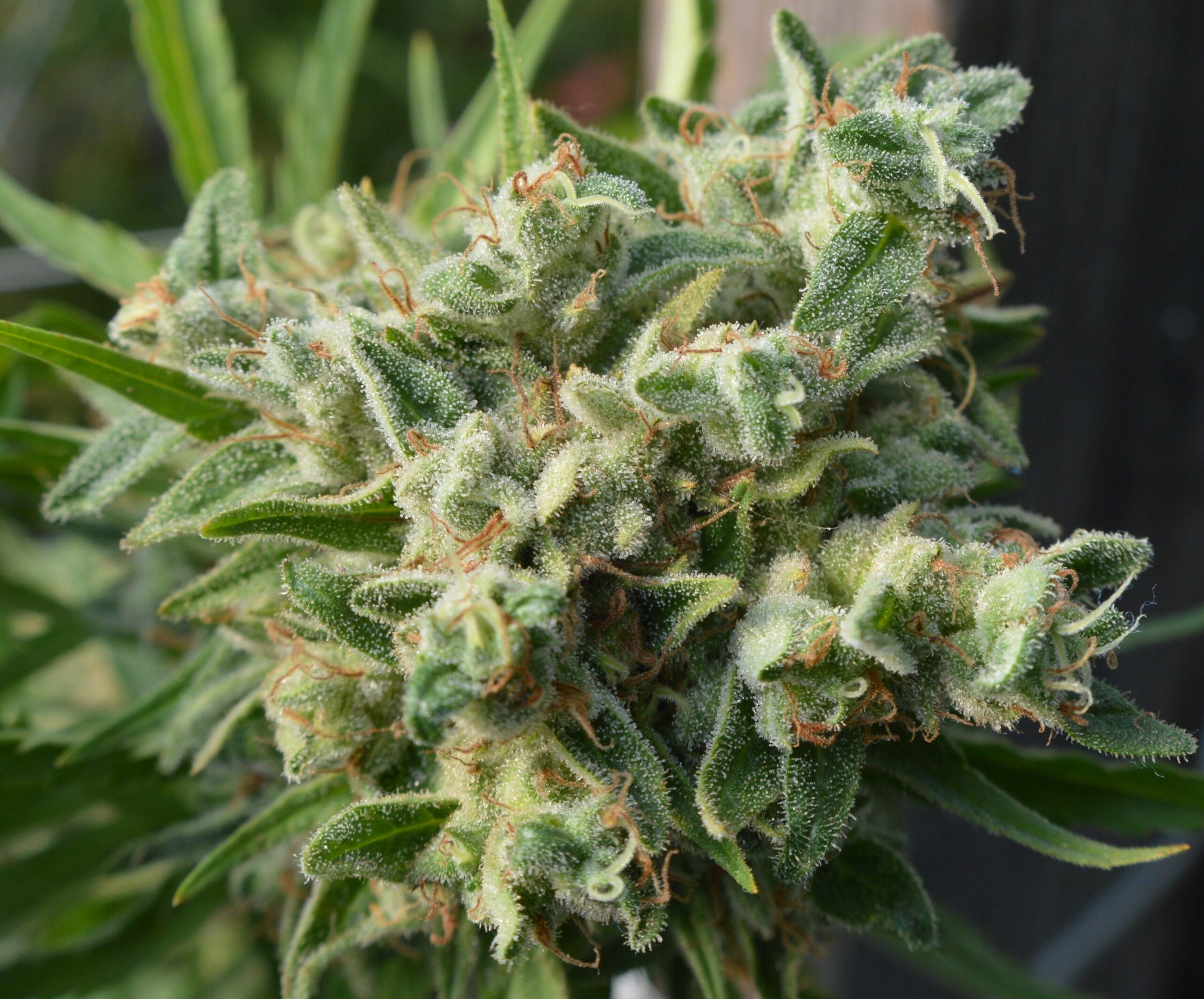Killer A5 Haze - Northern Lights/Haze pheno - ACE Seeds