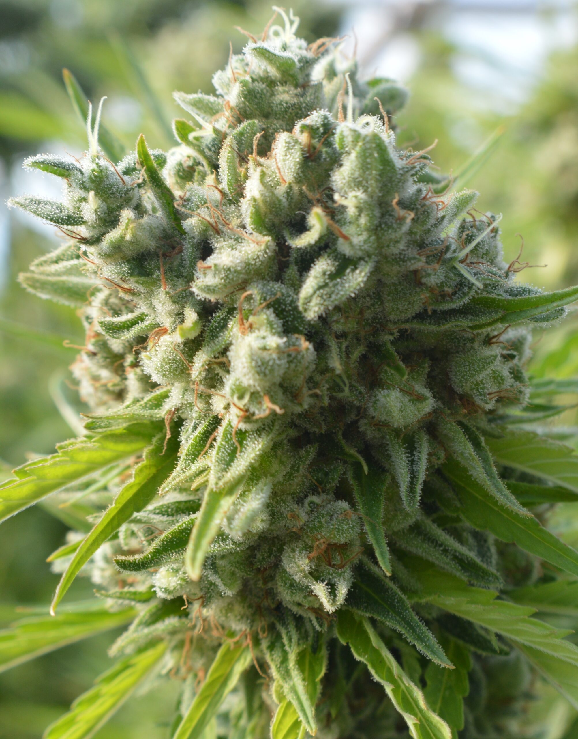 Killer A5 Haze - Northern Lights/Haze pheno - ACE Seeds