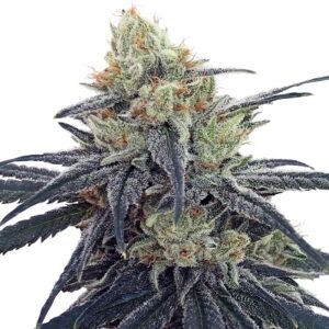 CBD #1 ACE Seeds