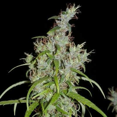 Kullu Khalifa Genetics ACE Seeds website