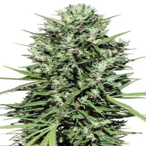 Marruecos Beldia Kif ACE Seeds