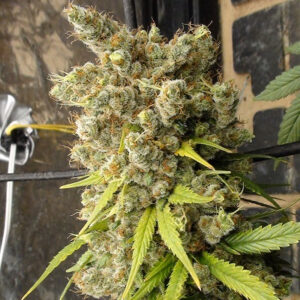 Super Malawi Haze ACE Seeds