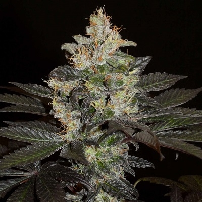 Balkh Khalifa Genetics ACE Seeds website