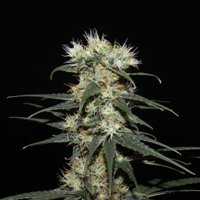 Nigerian Sativa Khalifa Genetics at ACE Seeds website