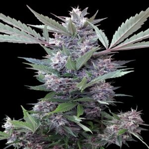 Bubba Kush x PCK ACE Seeds