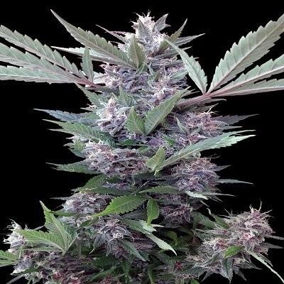 Bubba Kush x PCK ACE Seeds