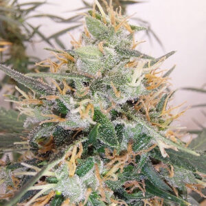 Panama A5 Haze ACE Seeds