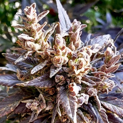 Quetta purple selection #1 Indian Landrace Exchange ACE Seeds