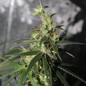 thai_a5_haze_5