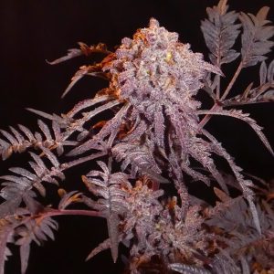 Frosty's Purple Freak