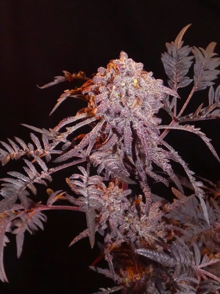 Frosty's Purple Freak