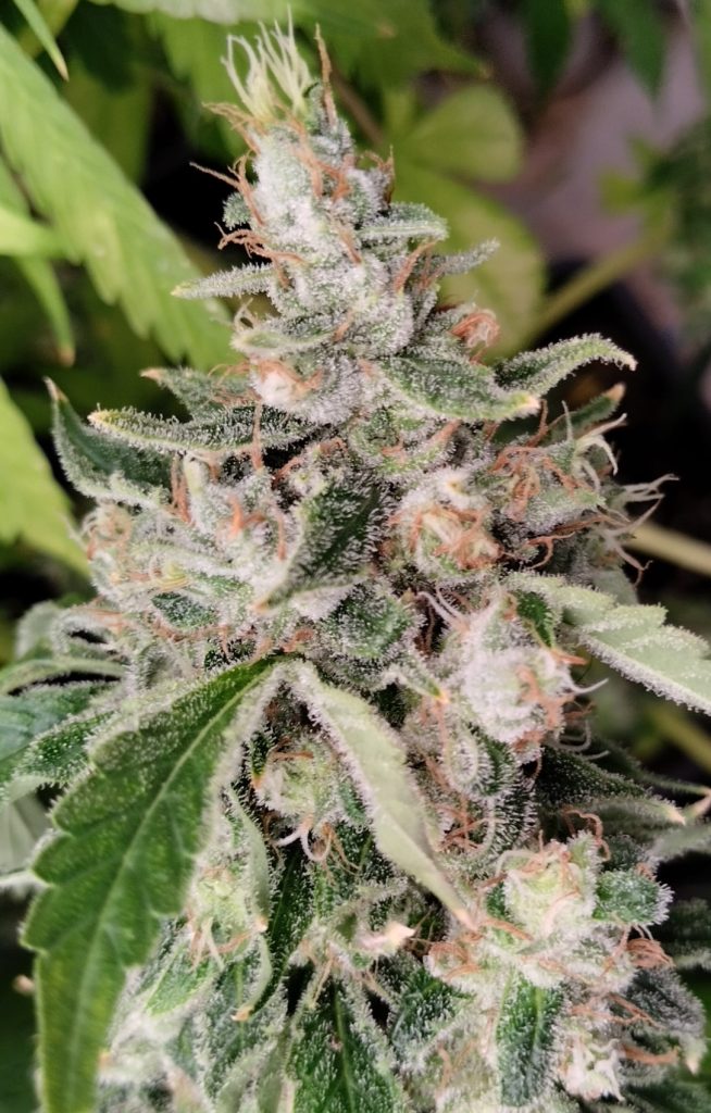 African Gas feminized. ACE Seeds