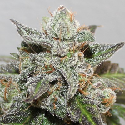 Kalidonia. ACE Seeds.