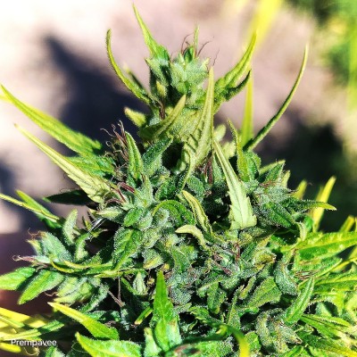 Hangkrarok Champion Seeds. Prempavee Seeds