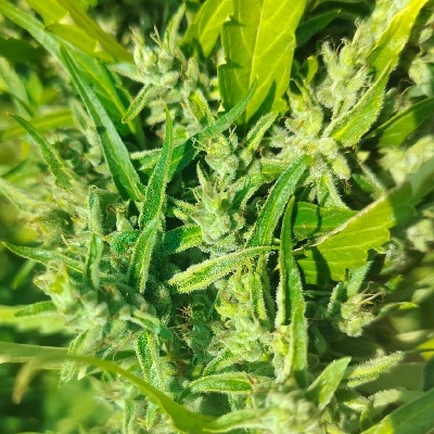 Hangkrarok Manao. Prempavee Seeds.